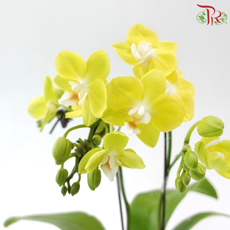 Mini Double Stems Phalaenopsis Orchid