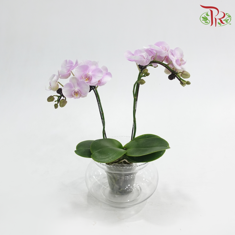 Mini Double Stems Phalaenopsis Orchid