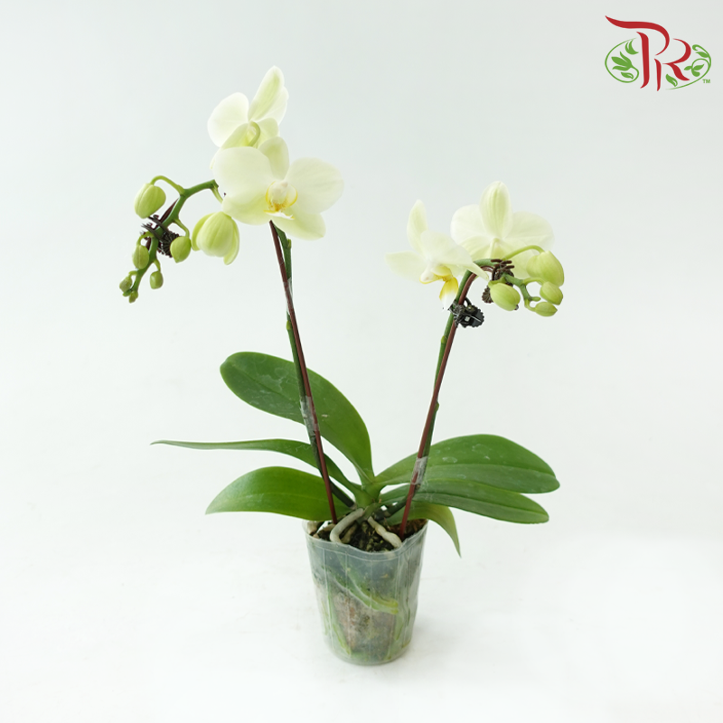 Phalaenopsis Orchid (Mini Double Stems) *With No Vase