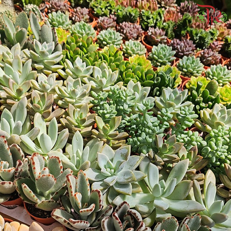 Mini Succulent P55《多肉》 (Random Choice)