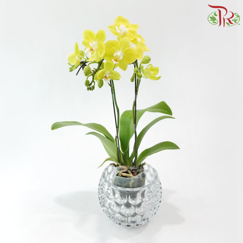 Mini Double Stems Phalaenopsis Orchid