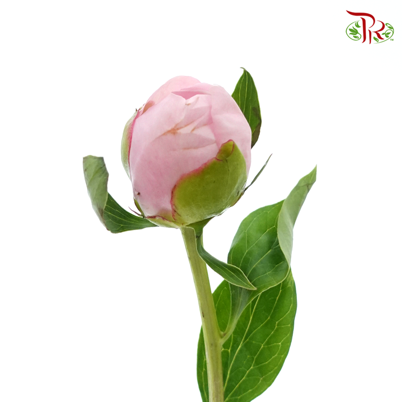 Peony 《牡丹》- Small / Medium Head