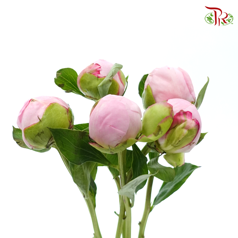 Peony 《牡丹》- Small / Medium Head