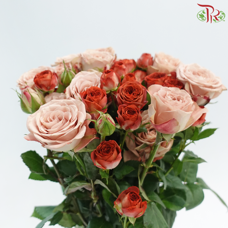 Rose Spray 《多头玫瑰》