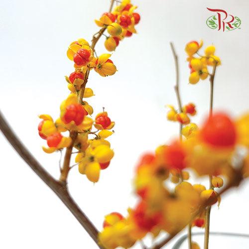 Celastrus Treestrangler - (Per Stem) - Pudu Ria Florist