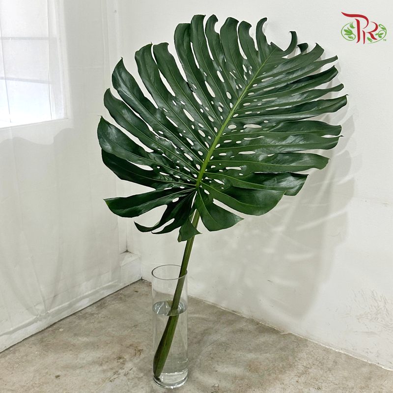 Monstera Leaf