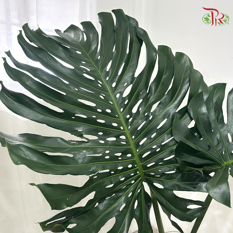 Monstera Leaf