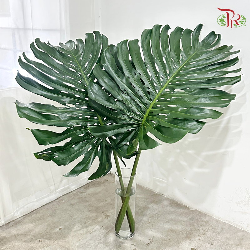 Monstera Leaf