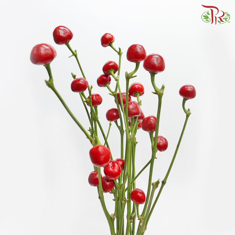 Mountain Pepper Fruit (Per Bunch) - Pudu Ria Florist
