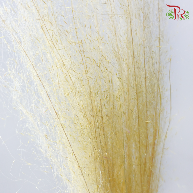 Dry Bleached Muhly Grass