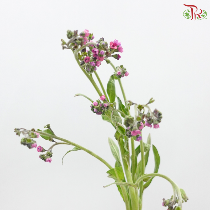 Myosotis 《勿忘草》