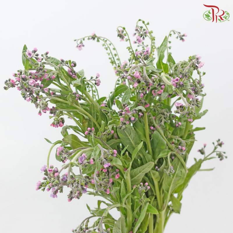 Myosotis 《勿忘草》