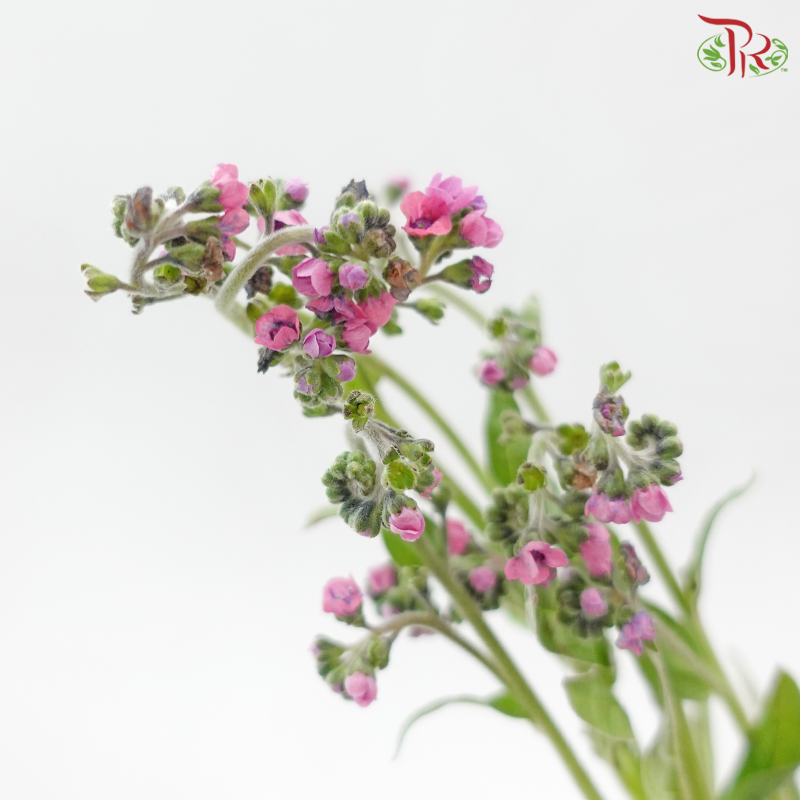 Myosotis 《勿忘草》