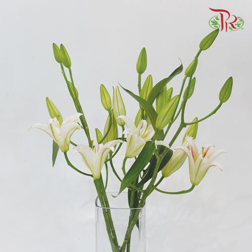 Lily Oriental Light Pink 2 & 3 & 4+ - (5 Stems) - Pudu Ria Florist