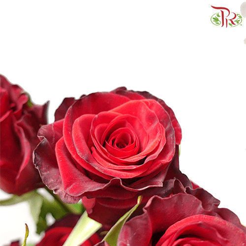Ceres Rose - Red Paris (25 stems) - Pudu Ria Florist
