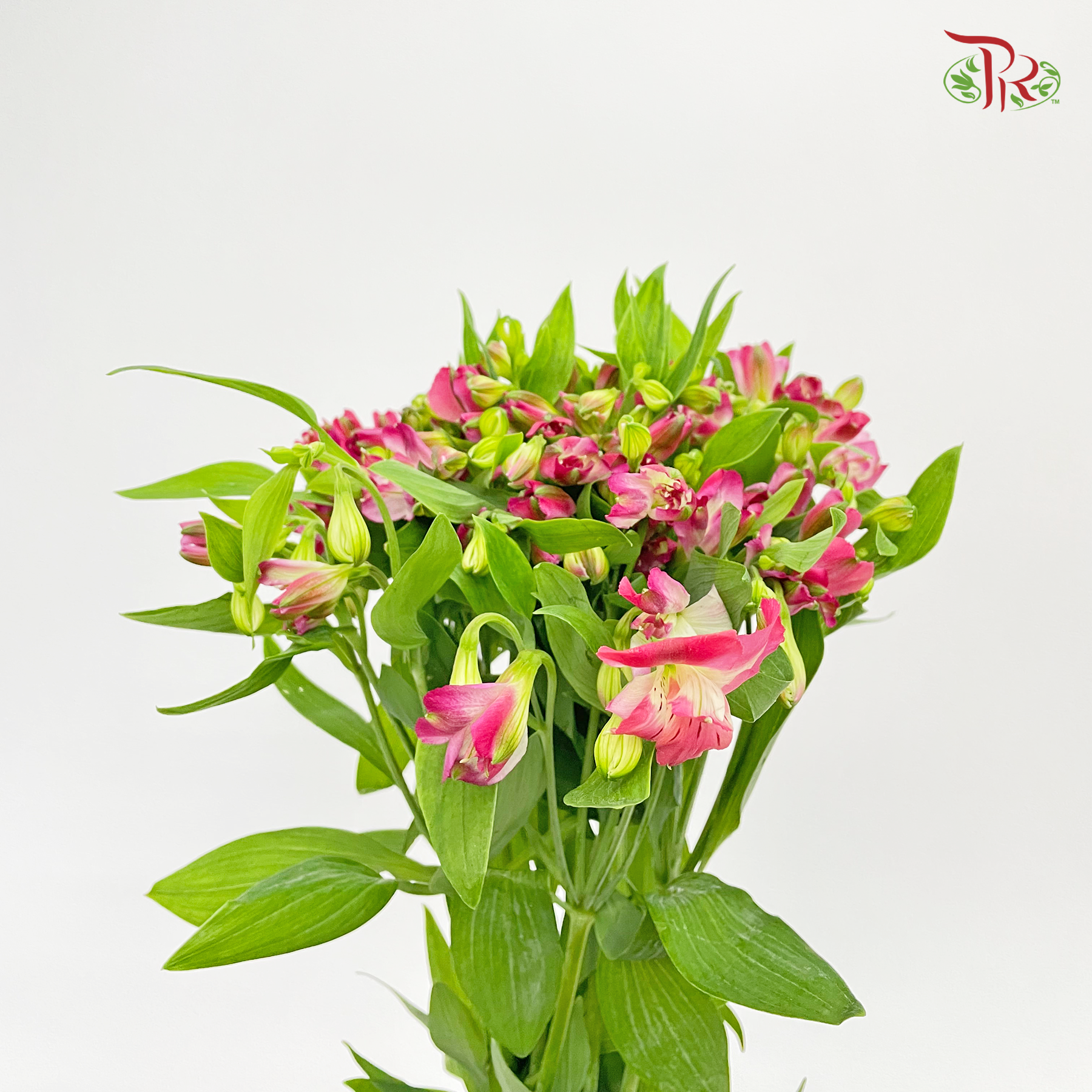 Alstroemeria - Dark Pink (10 Stems) - Pudu Ria Florist