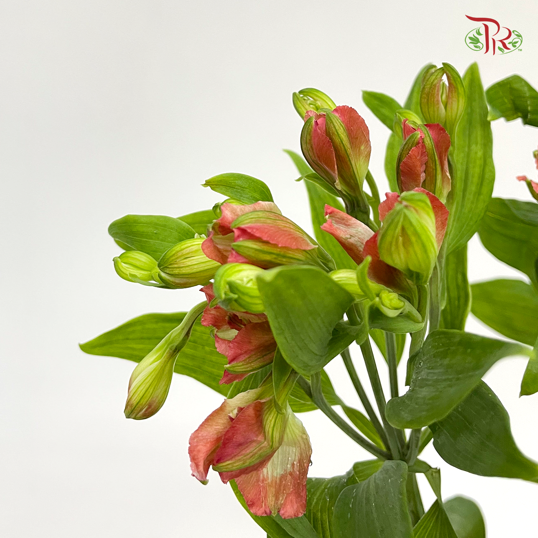 Alstroemeria - Light Red (10 Stems) - Pudu Ria Florist