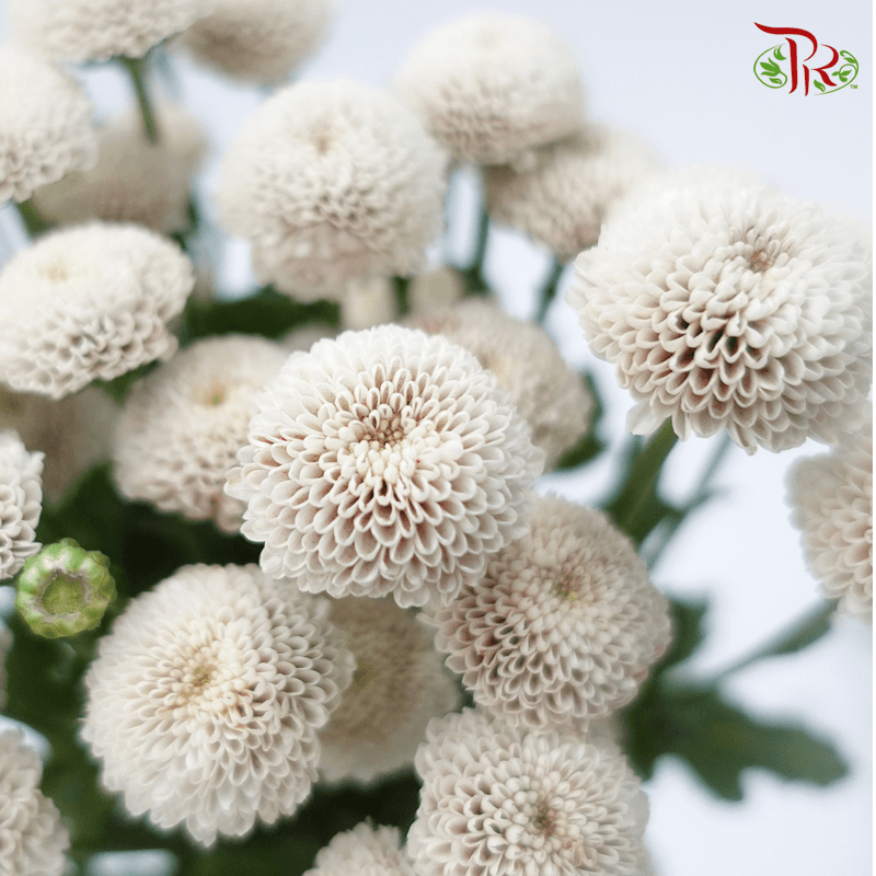 Chrysanthemum Button Dyed- Apricot 1 (5 Stems) - Pudu Ria Florist