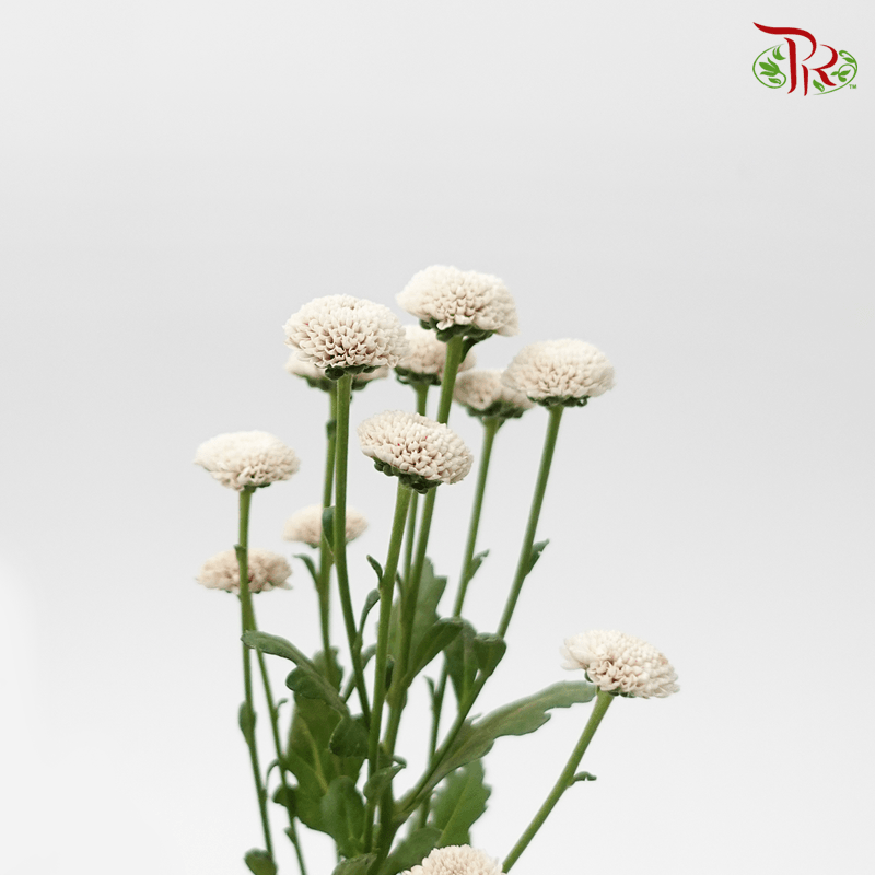 Chrysanthemum Button Dyed- Apricot 1 (5 Stems) - Pudu Ria Florist