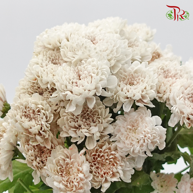 Chrysanthemum Dyed- Apricot (5 Stems) - Pudu Ria Florist