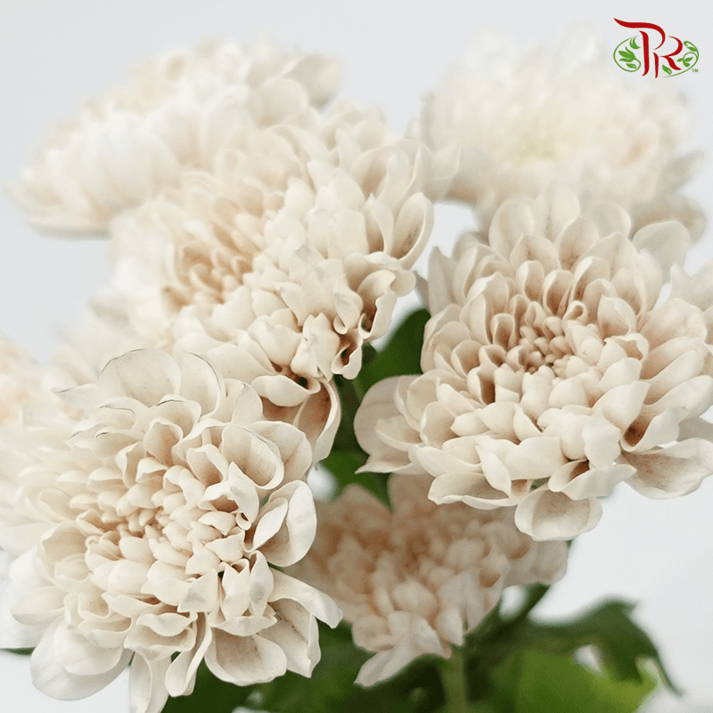 Chrysanthemum Dyed- Apricot (5 Stems) - Pudu Ria Florist