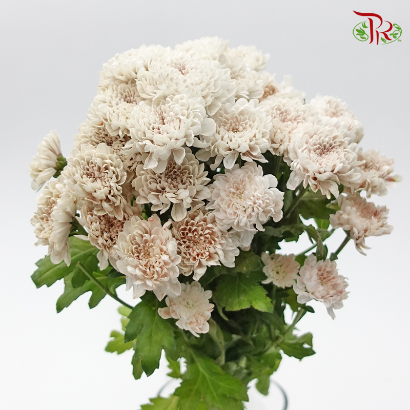 Chrysanthemum Dyed- Apricot (5 Stems) - Pudu Ria Florist