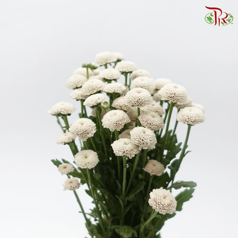 Chrysanthemum Button Dyed- Apricot 1 (5 Stems) - Pudu Ria Florist