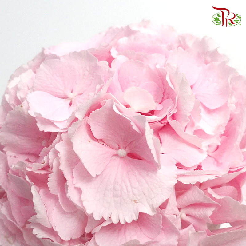 Hydrangea - Verena Light Pink (Per Stem) - Pudu Ria Florist