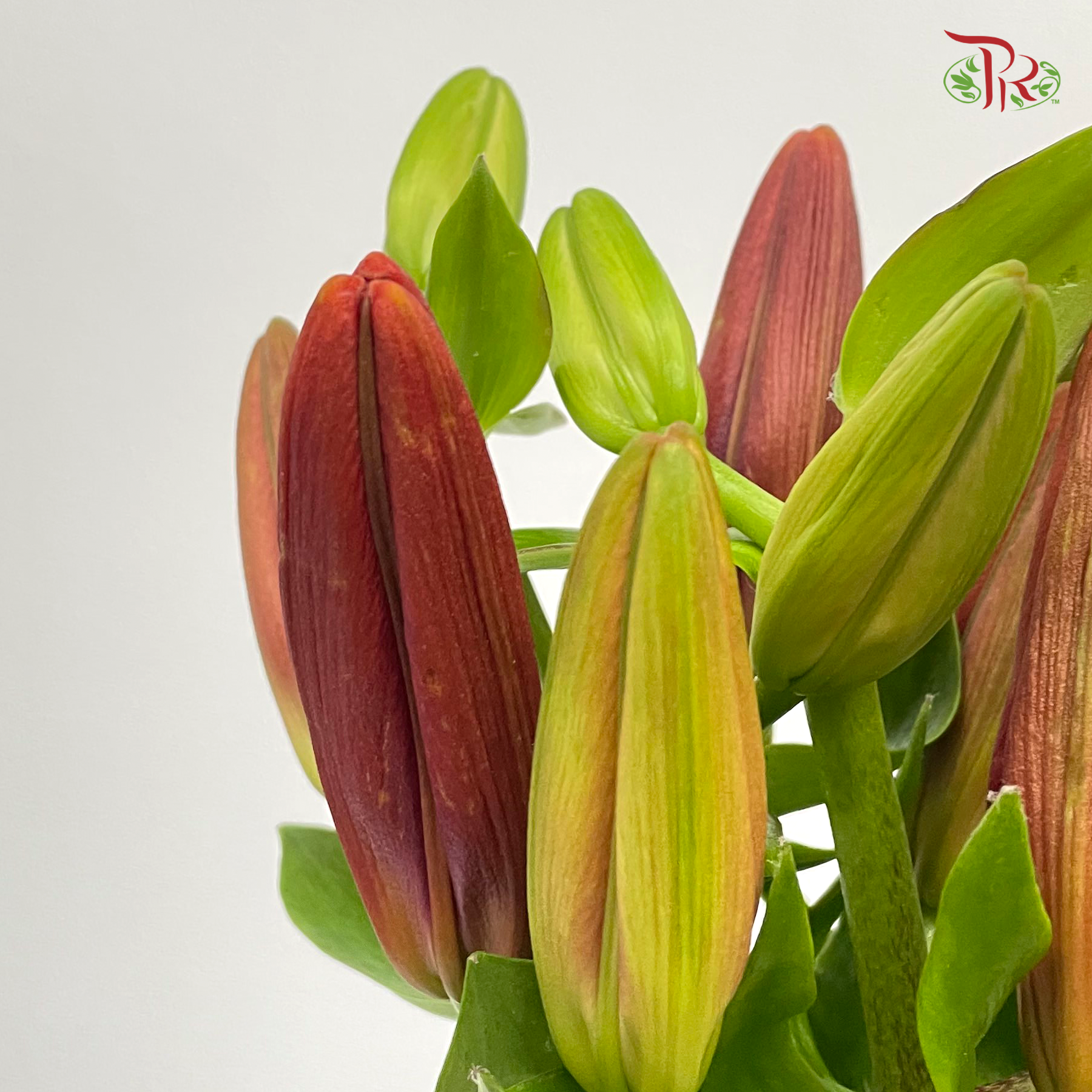 Tiger Lily - Red (5 Stems) - Pudu Ria Florist