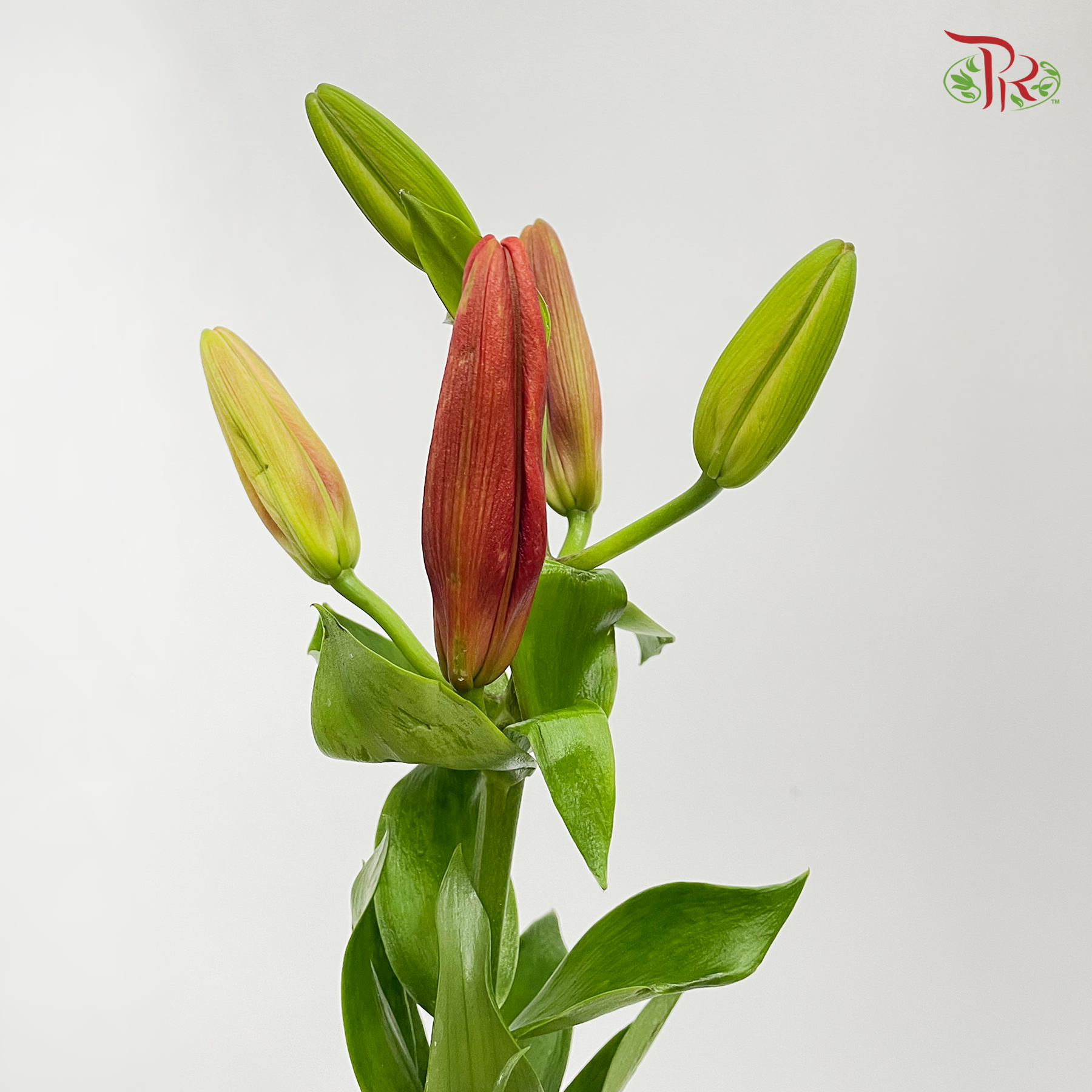 Tiger Lily 3+ - Ruby (5 Stems) - Pudu Ria Florist