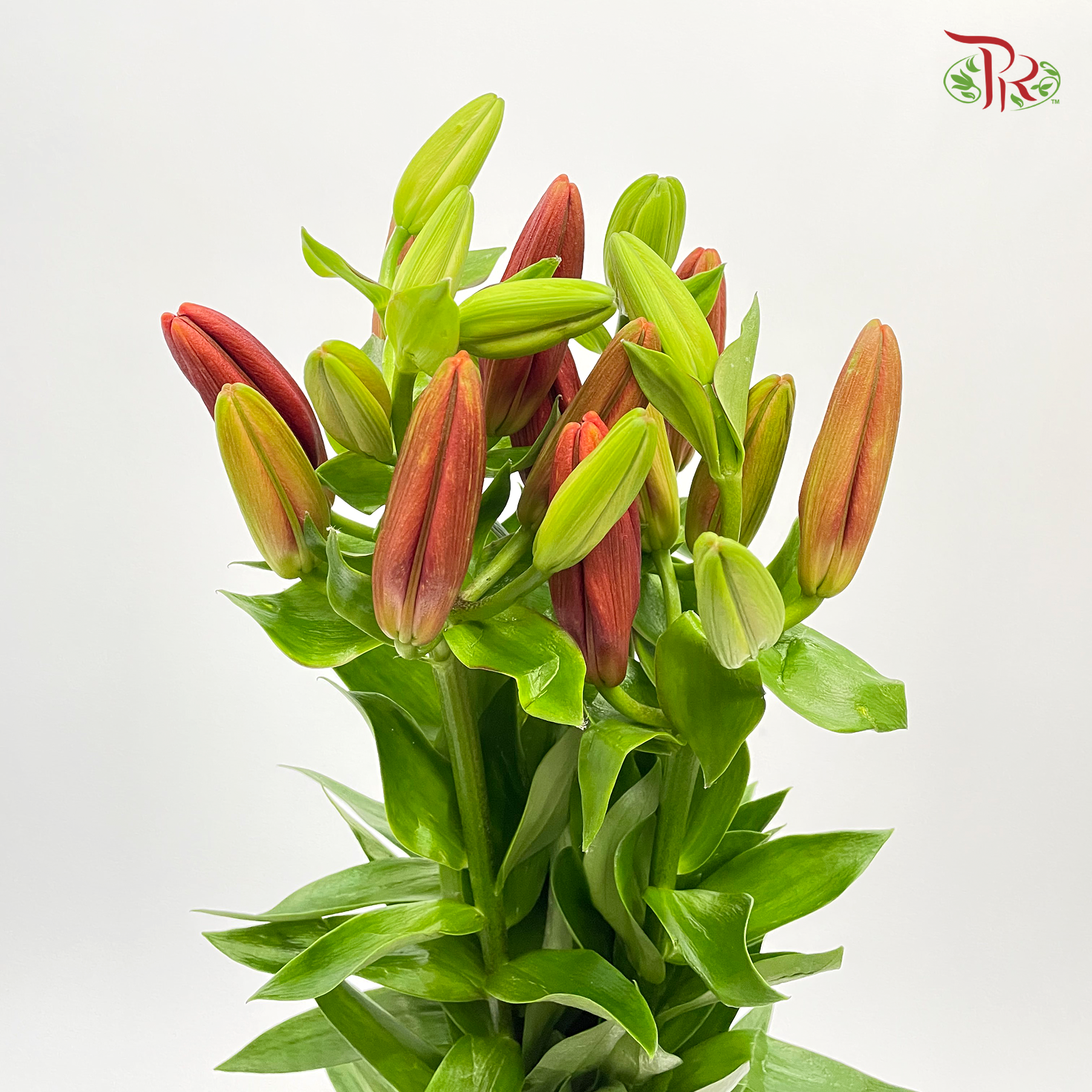 Tiger Lily 3+ - Ruby (5 Stems) - Pudu Ria Florist