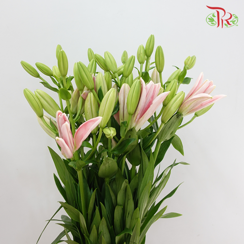 Tiger Lily Light Pink - Lilium La Tirreno (5 Stems) - Pudu Ria Florist