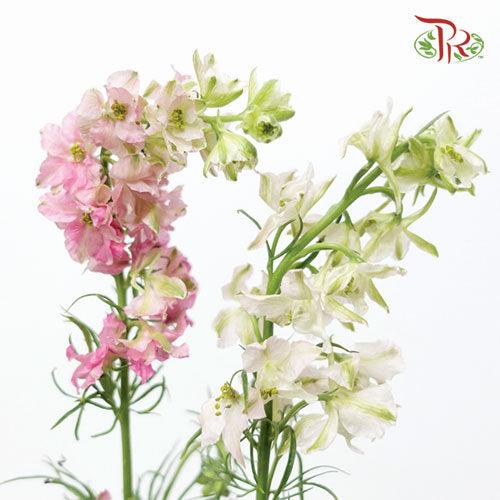 Delphinium Mini - Light Pink (5 Stems) - Pudu Ria Florist