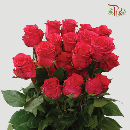 F’tina Rose - VI Pink (25 Stems) - Pudu Ria Florist
