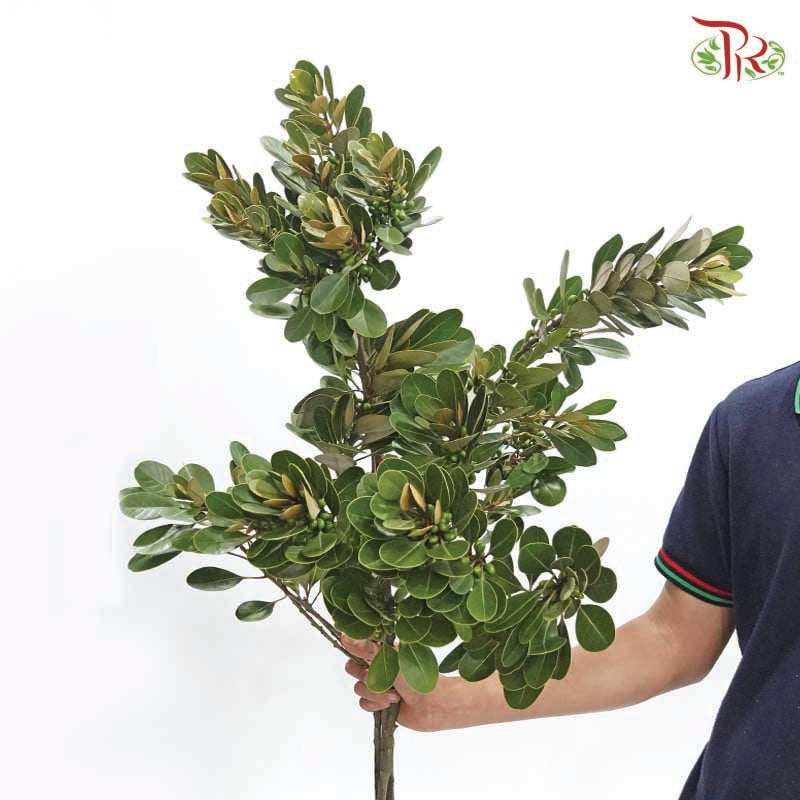 Neolitsea Sericea《金新木薯子》