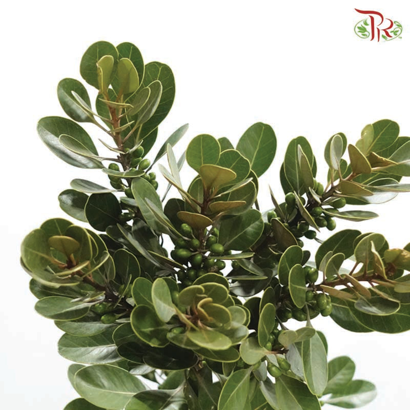 Neolitsea Sericea《金新木薯子》