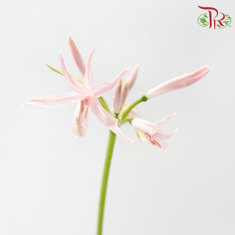 Nerine