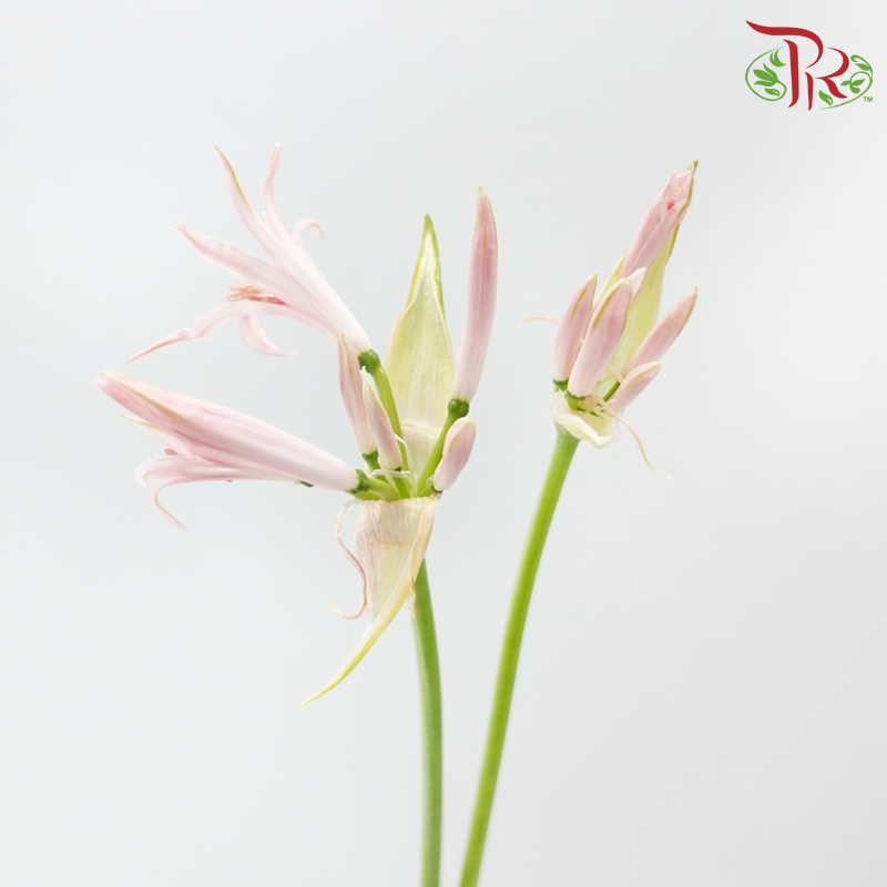 Nerine