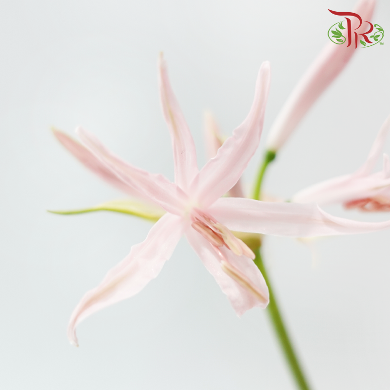 Nerine