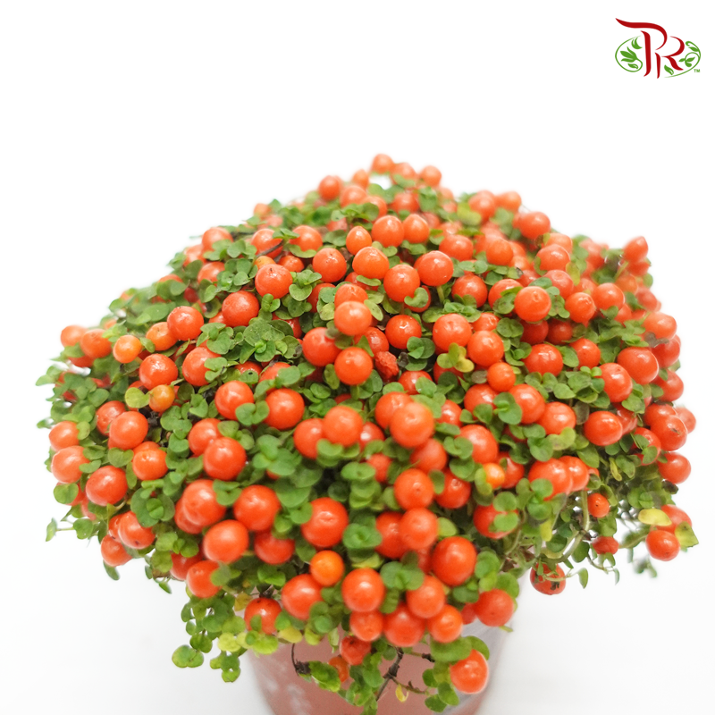 Nertera 《满堂红》 - Pudu Ria Florist