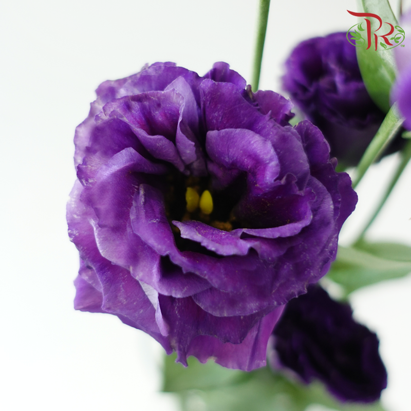 Eustoma《洋桔梗》