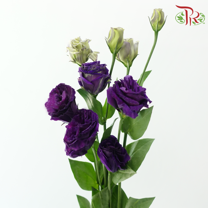 Eustoma《洋桔梗》