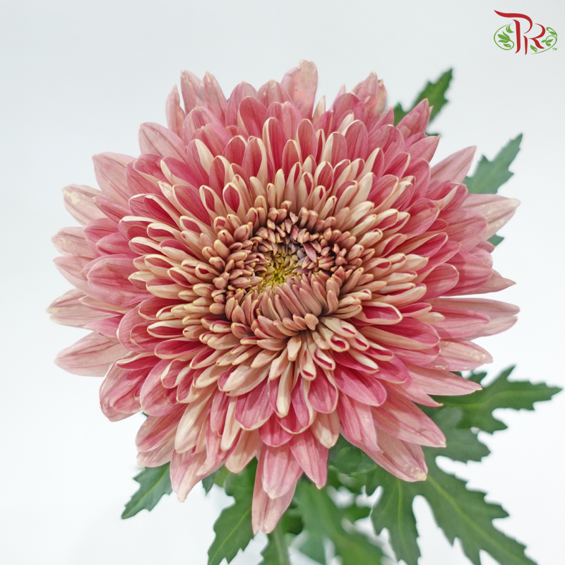 Net Mum Chrysanthemum Big