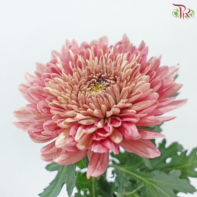 Net Mum Chrysanthemum Big