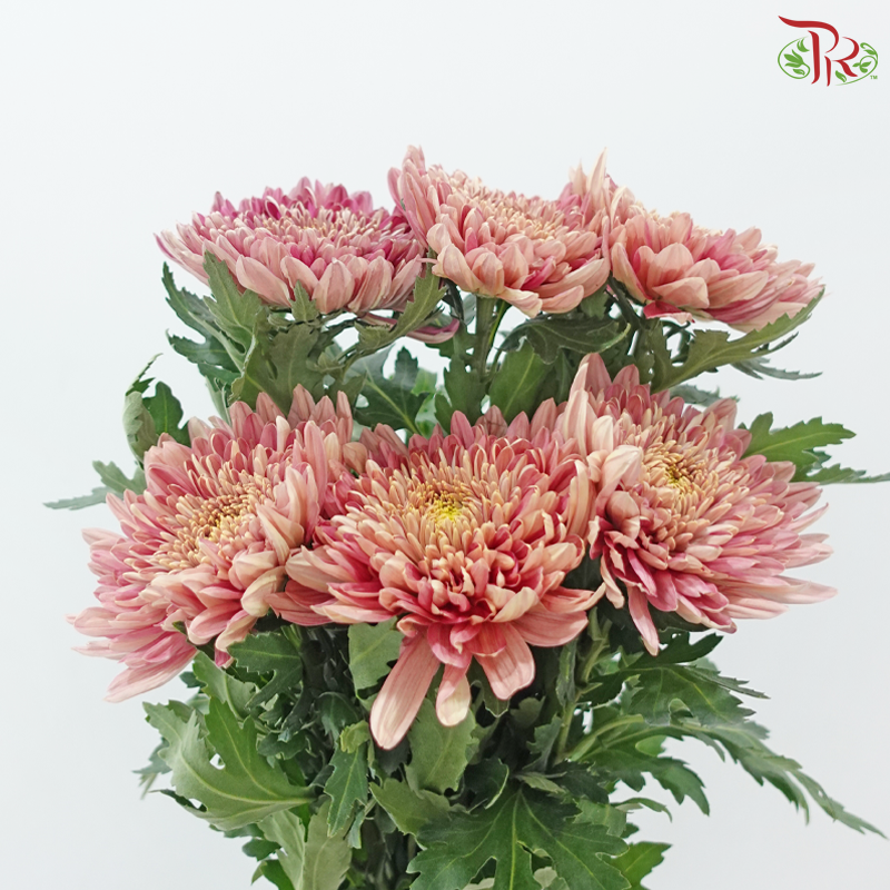 Net Mum Chrysanthemum Big