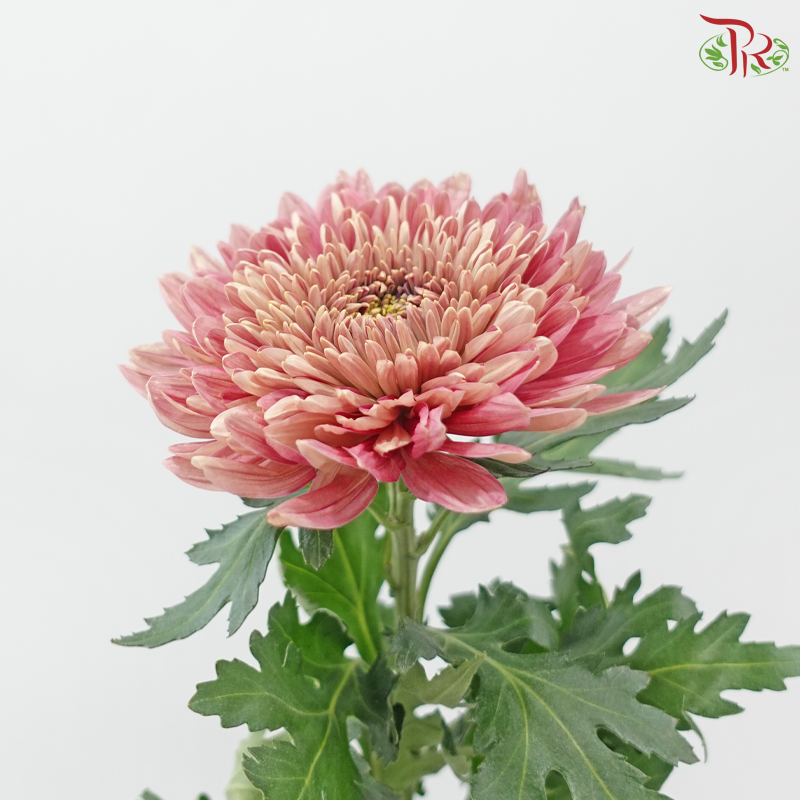 Net Mum Chrysanthemum Big