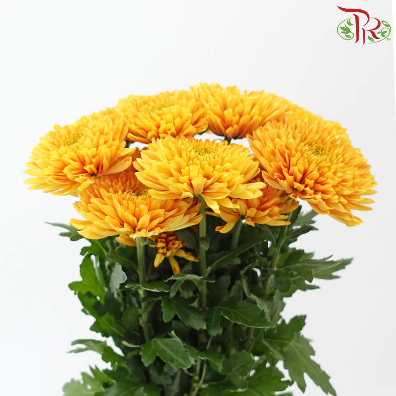 Anastasia / Net Mum Chrysanthemum