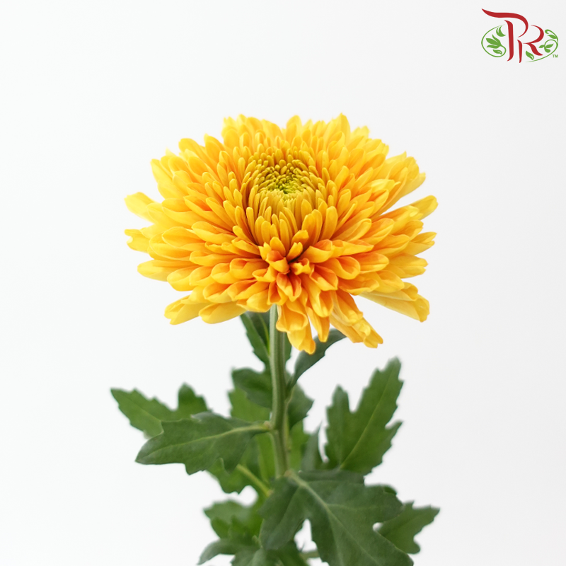 Anastasia / Net Mum Chrysanthemum