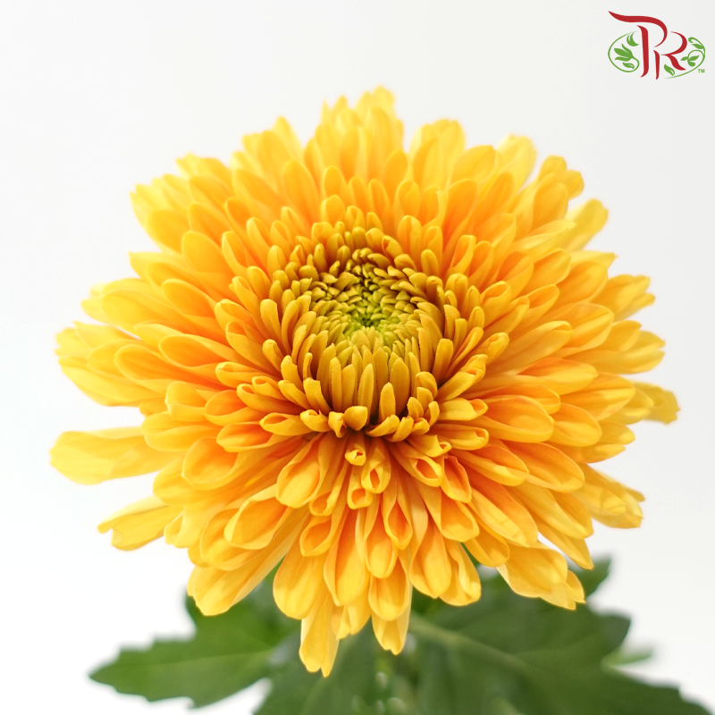 Anastasia / Net Mum Chrysanthemum