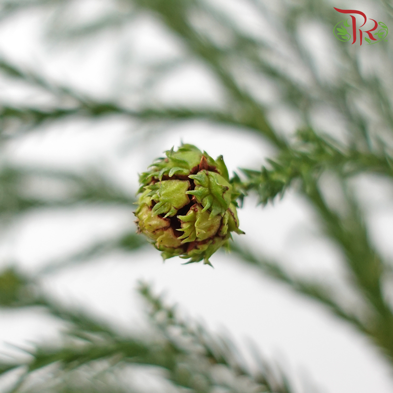 New Asparagus Fern With Flower /  Berry